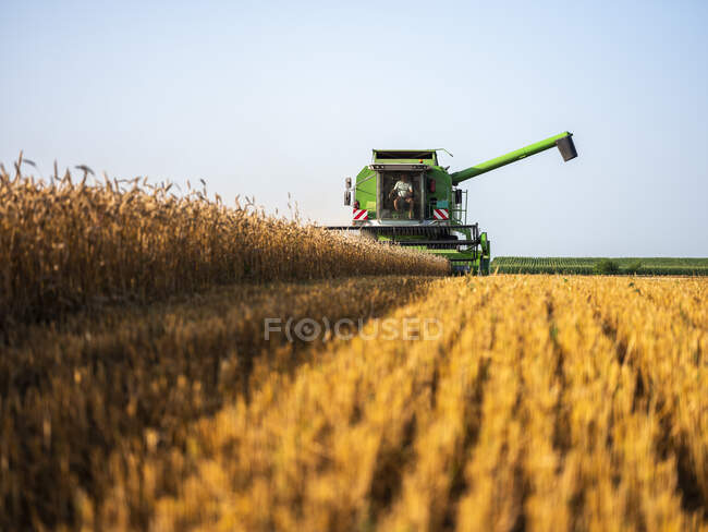 Combinar el campo de cosecha de trigo - foto de stock