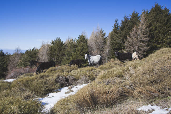 España, Andalucía, Granada, caballos salvajes andaluces en la nieve - foto de stock