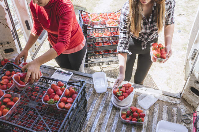 Agricultoras que organizam caixas de morango em veículo — Fotografia de Stock