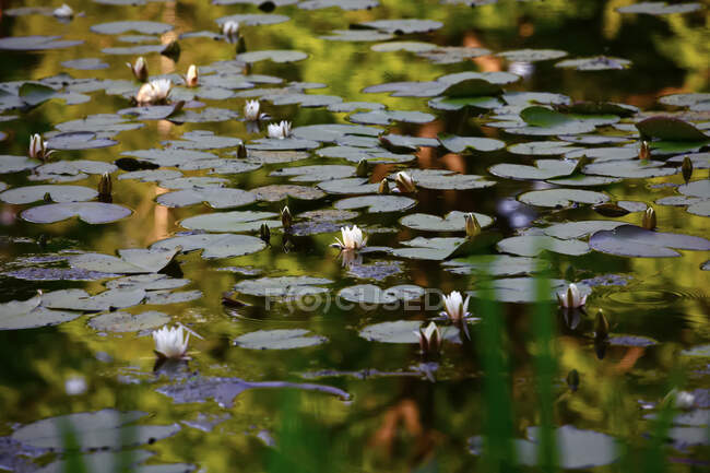 Ninfee galleggianti nello stagno — Foto stock