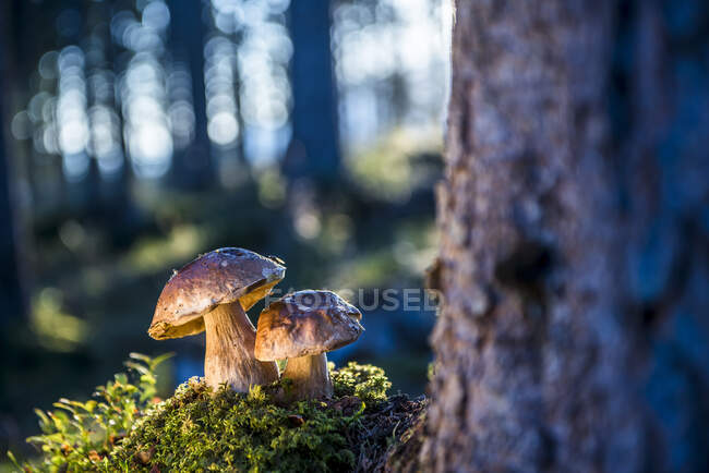 Champignons Porcini poussant dans la forêt — Photo de stock
