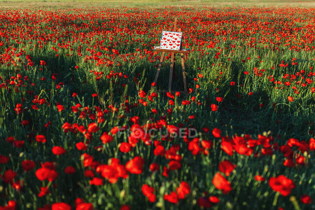 Tela pintada em meio a flores de papoula vermelha no campo no dia ensolarado — Fotografia de Stock