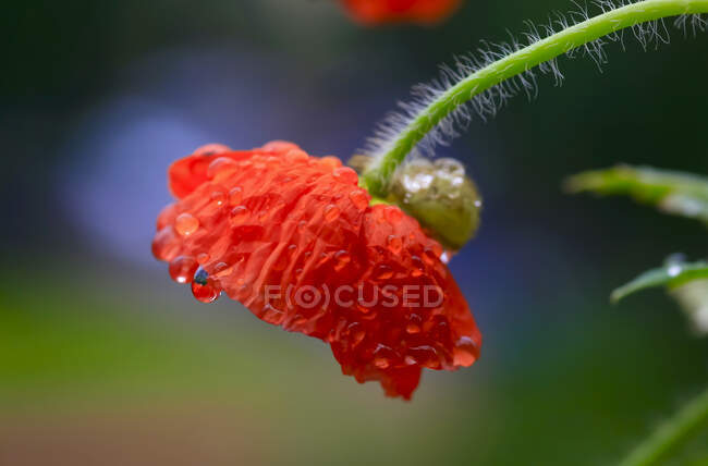 Closeup of Red blooming poppy — Stock Photo