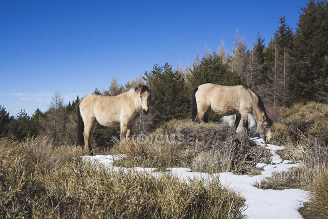 Іспанія, Андалусія, Гранада, Андалузія, дикі коні, що пасуться в снігу. — стокове фото