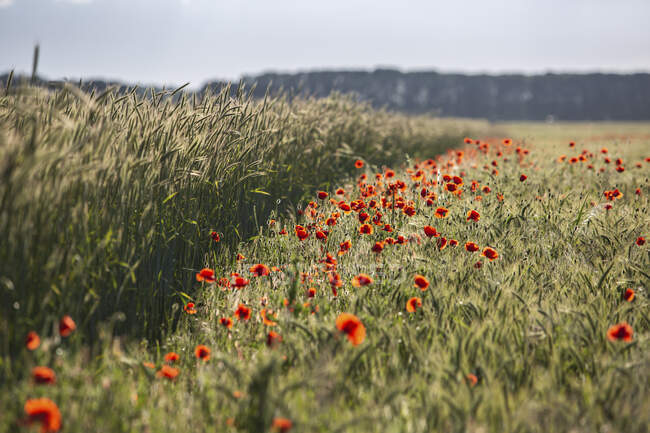 Papoulas vermelhas florescendo no prado do campo — Fotografia de Stock