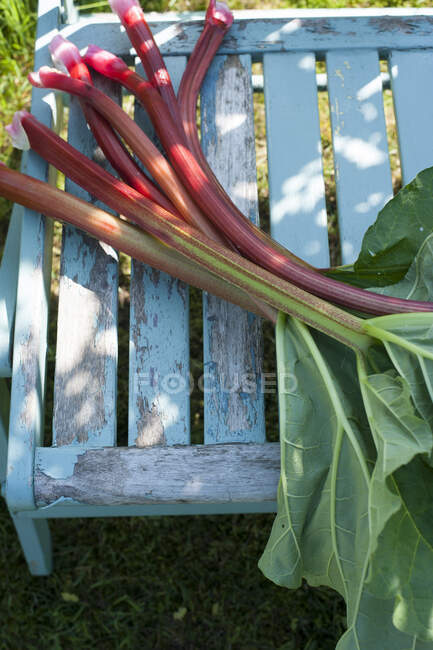 Fresh rhubarb lying on wooden chair — Stock Photo