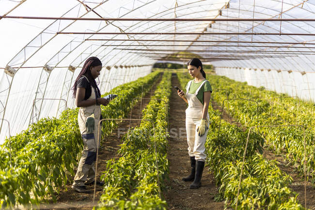 Agricole che utilizzano smartphone mentre sono in piedi in serra — Foto stock