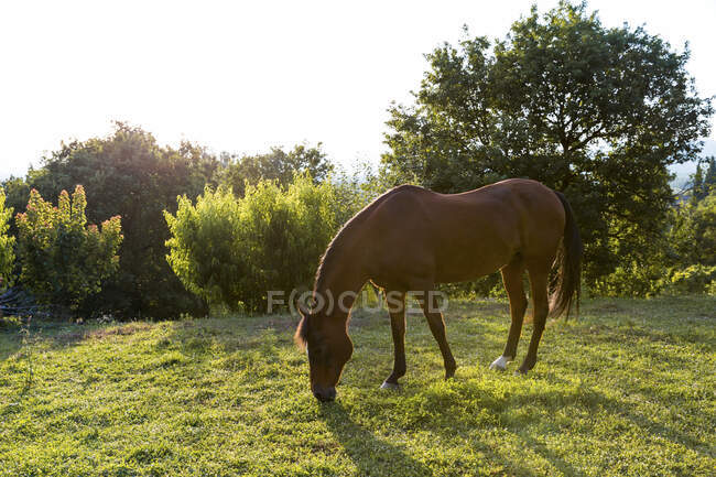 Pferde grasen an sonnigem Tag — Stockfoto