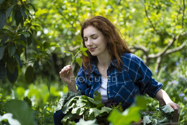 Mujer joven oliendo hojas de menta fresca en el jardín - foto de stock