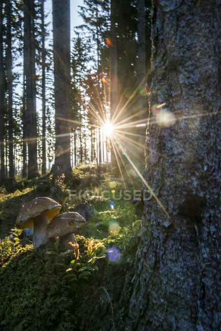 Soleil levant illuminant les cèpes poussant en forêt — Photo de stock