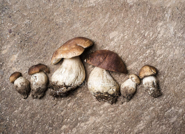 Studio shot of row of freshly dug porcini mushrooms — Stock Photo