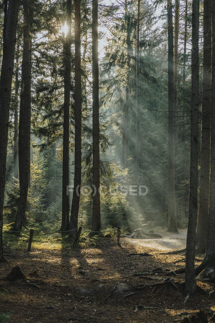 Luz solar vista a través de árboles en el bosque - foto de stock