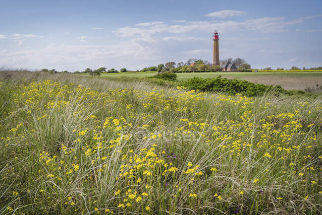 Prato con Faro Flugge in lontananza — Foto stock