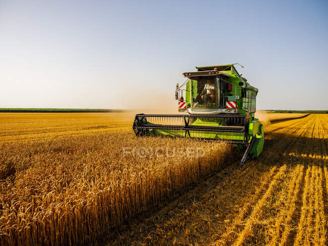 Зернозбиральне поле пшениці — стокове фото