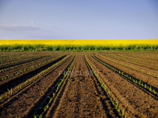 Semis de maïs poussant dans un champ labouré — Photo de stock