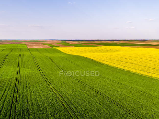 Vue aérienne des champs de blé et de colza en été — Photo de stock