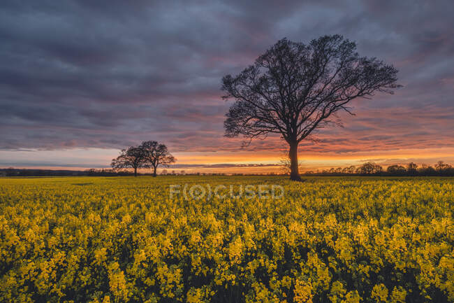 Campo di colza al tramonto nuvoloso — Foto stock