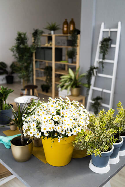 Plants arranged on table at shop — Stock Photo