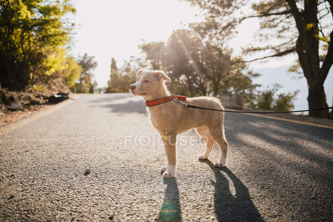Hund mit Halsband und Leine steht auf Straße — Stockfoto