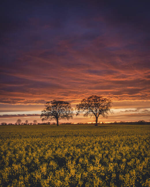 Champ de colza au coucher du soleil nuageux — Photo de stock