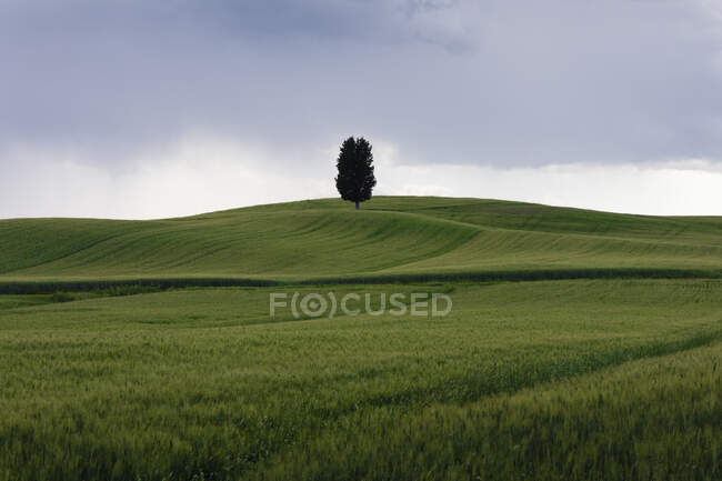 Prateria verde in primavera con albero solitario sullo sfondo — Foto stock