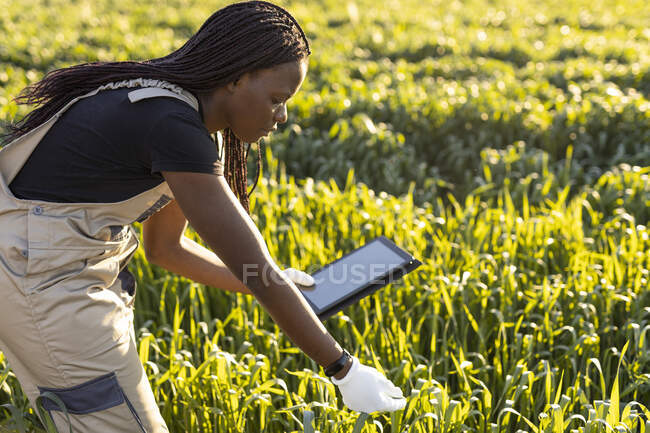 Agricultor feminino usando tablet digital enquanto examina plantas na fazenda durante o dia ensolarado — Fotografia de Stock