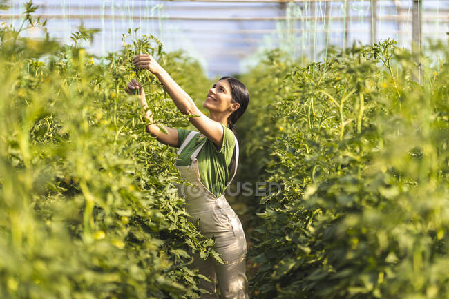 Улыбающаяся фермерша проверяет струны на органической ферме — стоковое фото