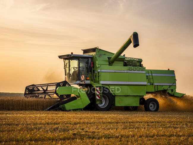 Combinar o campo de colheita de trigo ao amanhecer — Fotografia de Stock