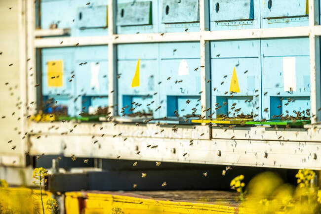 Рот медоносних бджіл, що літають перед вуликами. — стокове фото