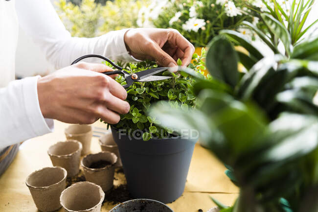 Planta de poda florista femenina con tijera en la tienda - foto de stock