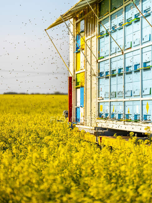Swarm of honey bees flying in front of beehive truck parked in blooming oilseed rape field — Stock Photo