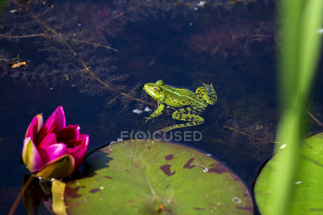 Grüner Frosch sitzt im Teich neben Seerose — Stockfoto