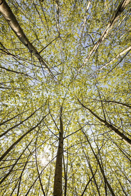 Luce del sole sulla cima degli alberi nella foresta — Foto stock
