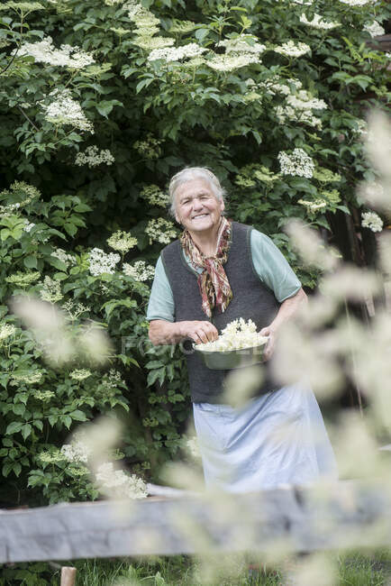 Mujer mayor sonriente sosteniendo flores de saúco en el patio delantero - foto de stock
