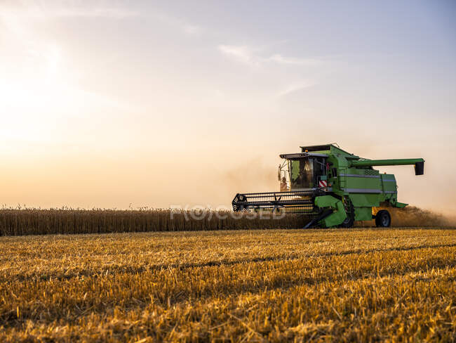 Сбор урожая пшеницы на рассвете — стоковое фото
