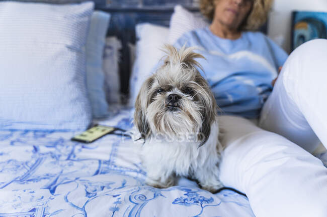 Dog sitting with woman on bed at home — Stock Photo