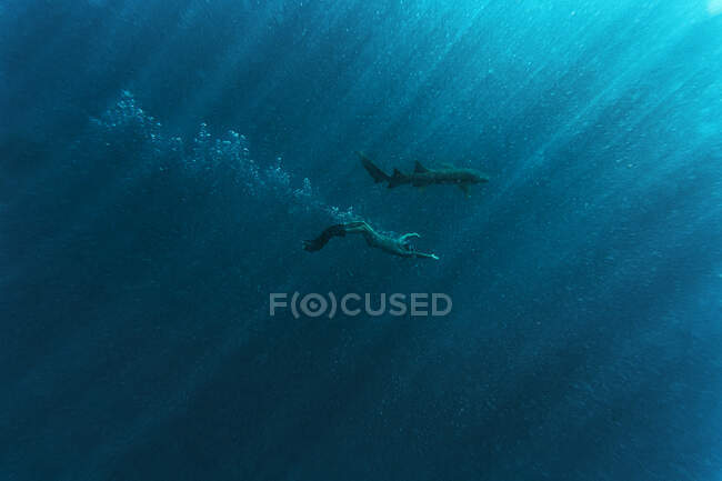 Uomo che fa snorkeling con squalo infermiera in mare blu — Foto stock