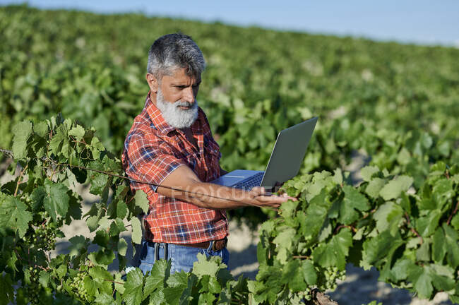 Fermier mâle avec ordinateur portable analysant les vignes de raisin le jour ensoleillé — Photo de stock