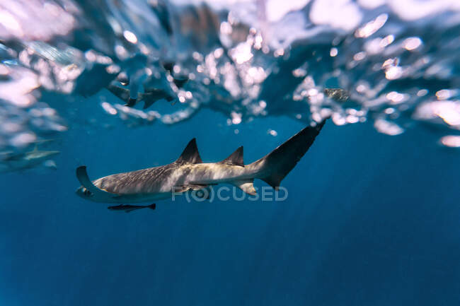 Tiburones nodriza en el mar azul - foto de stock