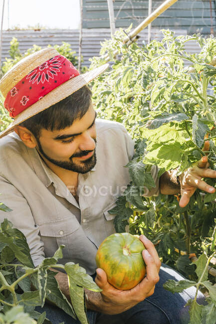 Jeune homme tenant beefsteak tomate tout en examinant les plantes dans le jardin — Photo de stock