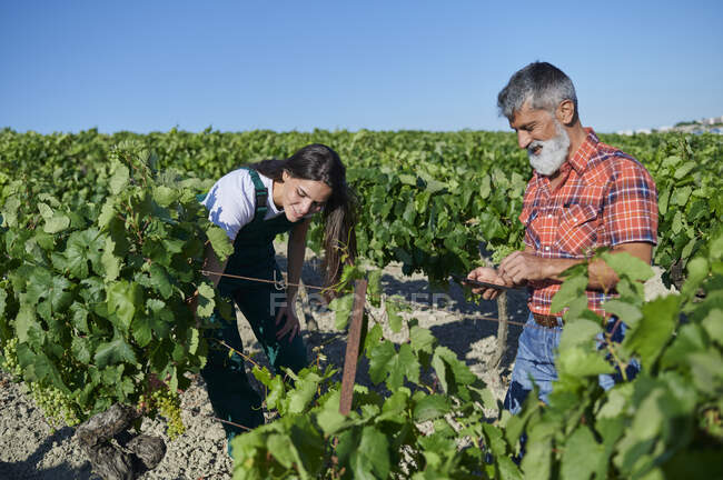 Agriculteur femelle toucher plante de vigne tandis que l'homme en utilisant un téléphone mobile — Photo de stock