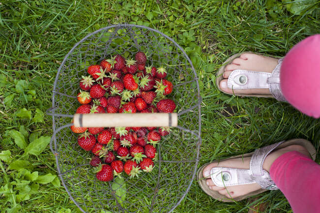 Girl with basket of fresh strawberries at lawn — Stock Photo