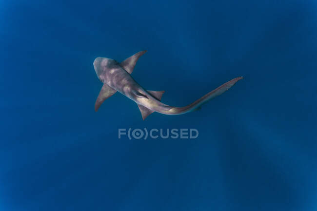 Infermiera squalo in mare blu profondo — Foto stock