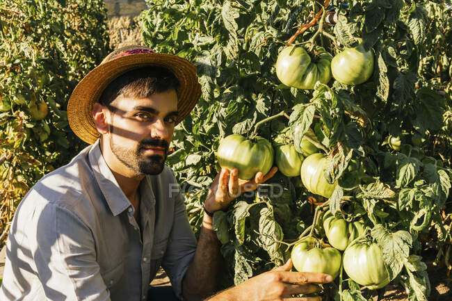 Молодой человек в соломенной шляпе собирает помидоры из говяжьего стейка с огорода. — стоковое фото