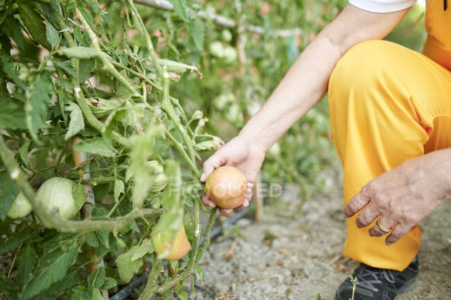 Agricultora orgánica senior examinando el tomate en el jardín - foto de stock