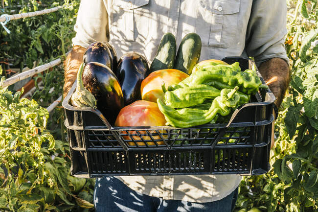 Man carrying crate of fresh vegetables in organic garden — Stock Photo