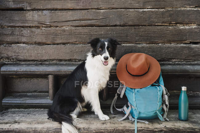 Border Collie sitting by backpack and hat in front of cottage — Stock Photo