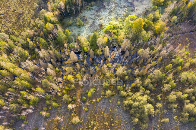 Germania, Baviera, Konigsdorf, Veduta aerea della foresta — Foto stock