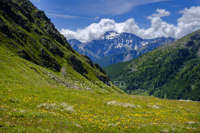 Italia, Valle d'Aosta, Saint Rhemy en Bosses, Valle Del Gran San Bernardo vista dal prato fiorito — Foto stock