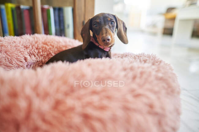 Dog sitting on pet bed at home — Stock Photo
